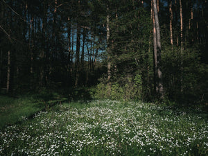 Elsa: Exploring Nordic Glacial Beauty and Hope Meshed Within This Enchanting Name - Oli Prik Copenhagen